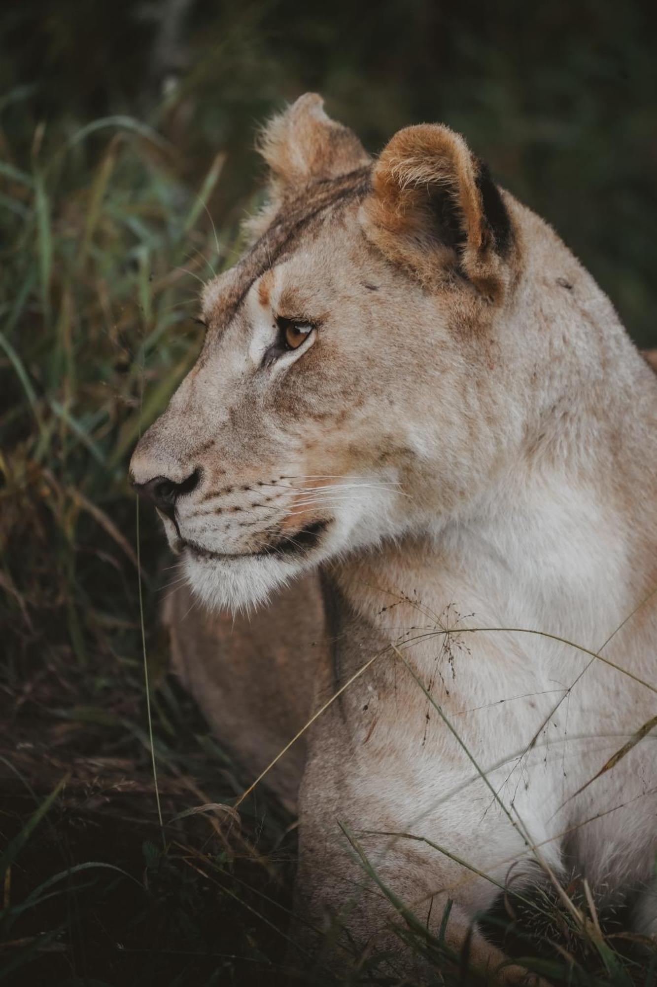 Rhino River Lodge Manyoni Private Game Reserve 外观 照片